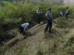 缅甸停止木材出口 我国红木界面临巨大振